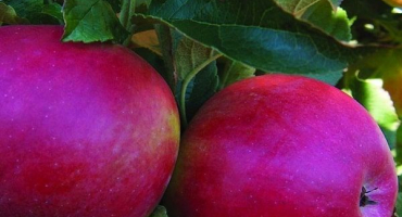 Popis a charakteristika odrůdy jabloně šarlatový květ, výnos a zimní odolnost